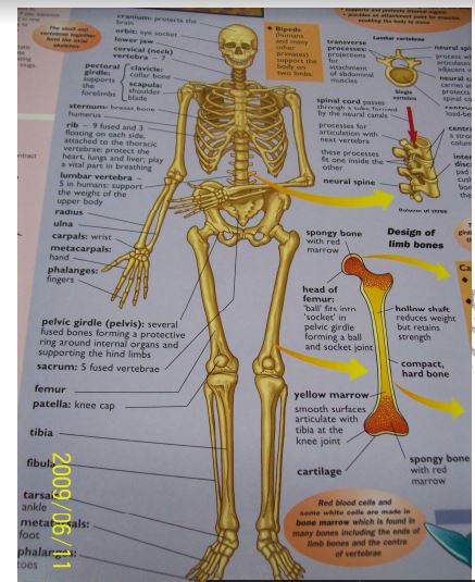 Biology form 4 answers