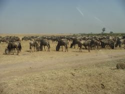 Kenya Volunteers Project 4