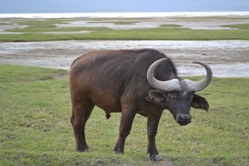 Lake Nakuru Buffalo
