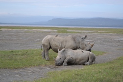 Lake Nakuru Rhinos