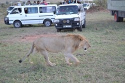 Mara Lions