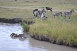Masai Mara Zebras