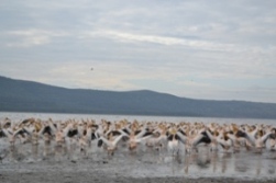 Nakuru Flamingos