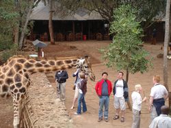 Volunteer Africa Giraffe Excursions 1