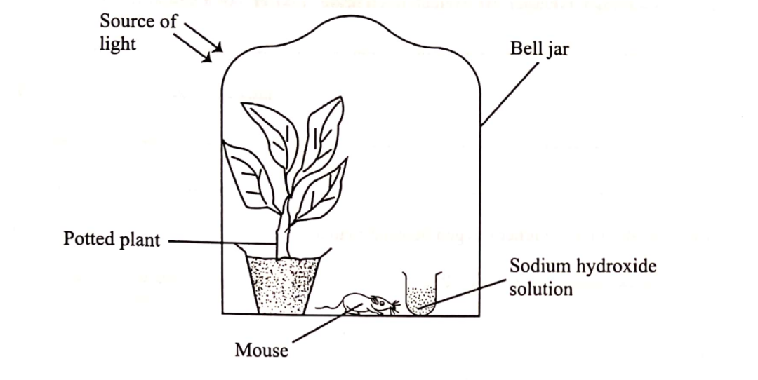 biology essay 2019 kcse