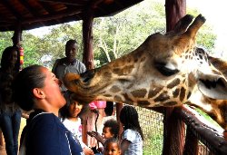 Giraffe Centre
