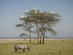 Kenya Volunteers Project 1