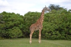 Lake Nakure, Giraffes
