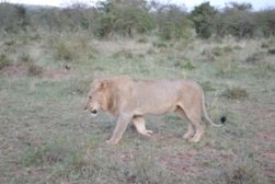 Mara Lion 