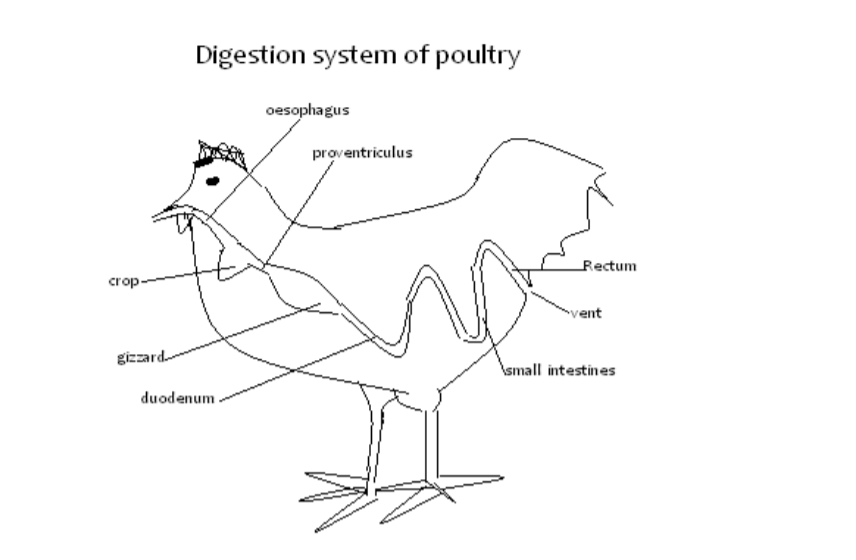Updated Free Agriculture Notes For Secondary School (Form 1 to 4) 7