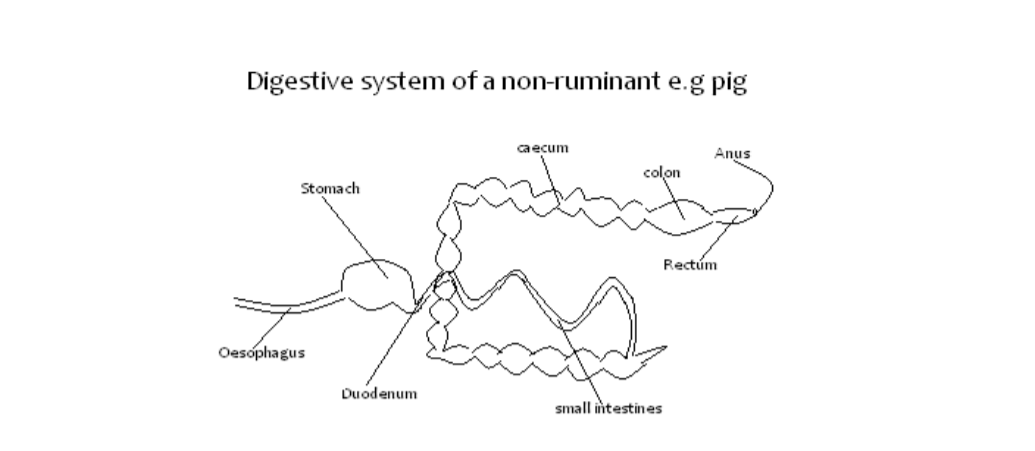 Updated Free Agriculture Notes For Secondary School (Form 1 to 4) 6 xnonruminant.png.pagespeed.ic.7tx 7Lrtz9