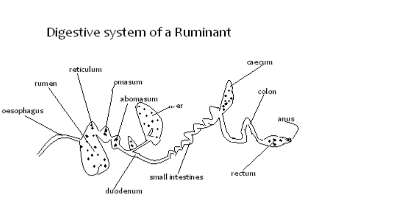 Updated Free Agriculture Notes For Secondary School (Form 1 to 4) 5